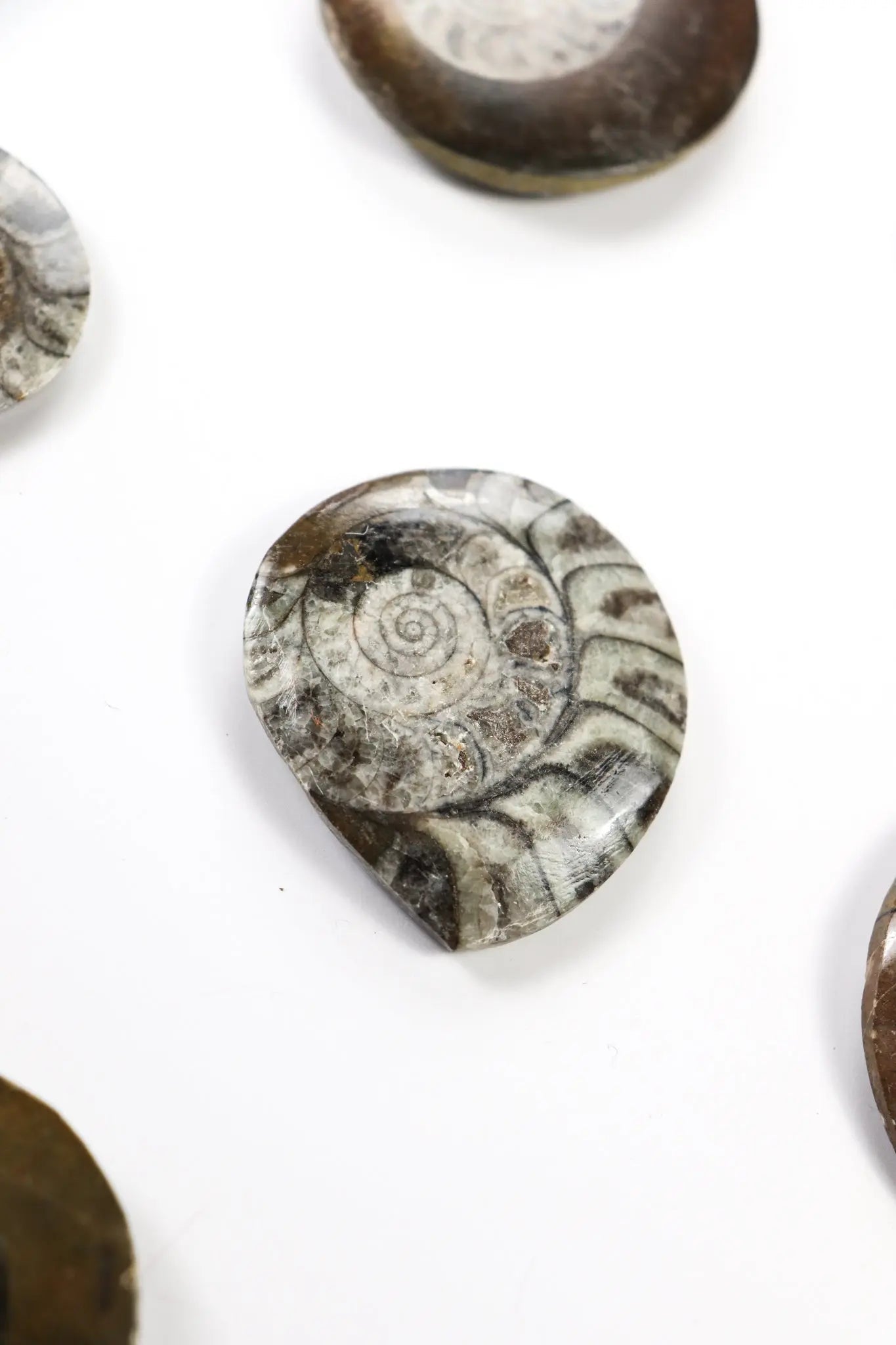 Goniatite Fossil