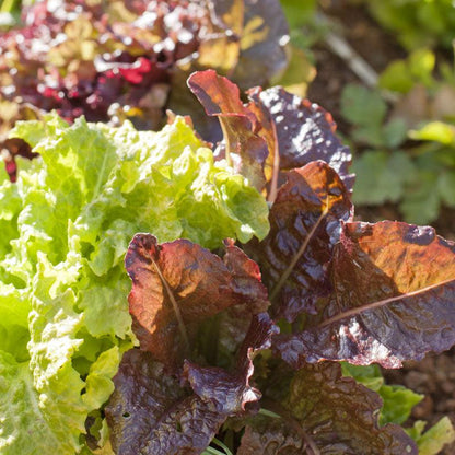 Lettuce Seeds, Gourmet Mix  (Organic)