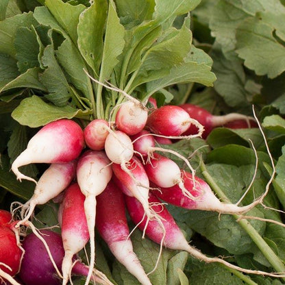 Radish, French Breakfast, Seeds (Organic)