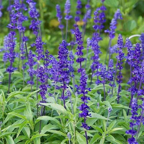 Royal Blue Salvia Flower Seeds for Planting – Heirloom & Non-GMO Pollinator-Friendly Garden Blooms