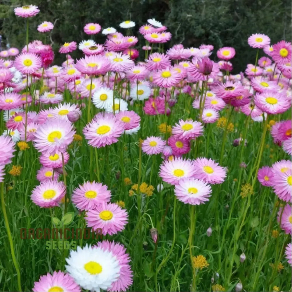 Helipterum Mix Flower Seeds for Planting – Heirloom & Non-GMO Everlasting Blooms for Cut and Dried Flower Gardens