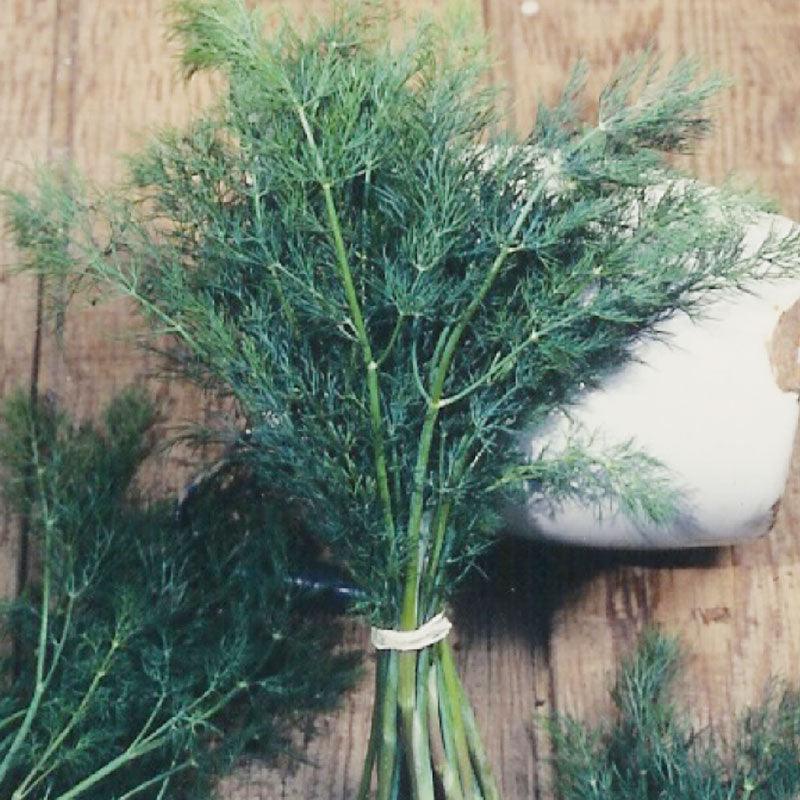 Dill Seeds (Organic) Mammoth