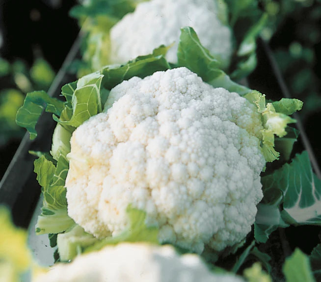 Tropical Cauliflower Vegetable Seeds for Planting – Heat-Tolerant, High Yield Indian Variety for Home Garden & Organic Farming