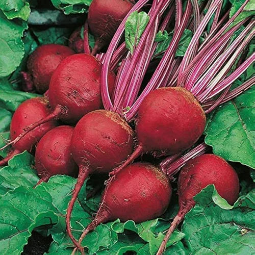 TEMP Hybrid Red Beetroot Seeds for Planting – Heat Tolerant, Uniform Roots, High-Yielding Vegetable Seeds