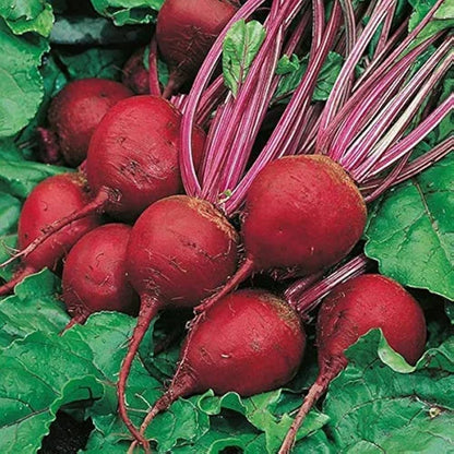TEMP Hybrid Red Beetroot Seeds for Planting – Heat Tolerant, Uniform Roots, High-Yielding Vegetable Seeds