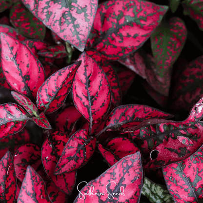Splash Select Red Hypoestes – 25 Seeds