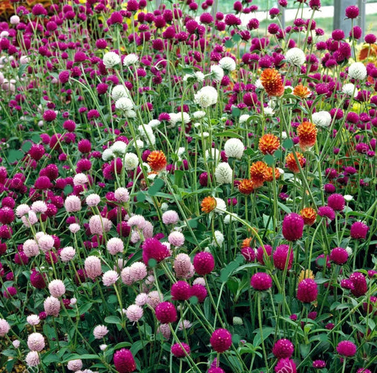 Gomphrena Flower Seeds for Planting – Heirloom & Non-GMO Globe Amaranth, Drought-Tolerant Blooms