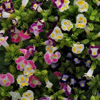 Torenia fournieri (Wishbone Flower) Seeds for Planting – Heirloom & Non-GMO Shade-Loving Blooms for Containers and Borders
