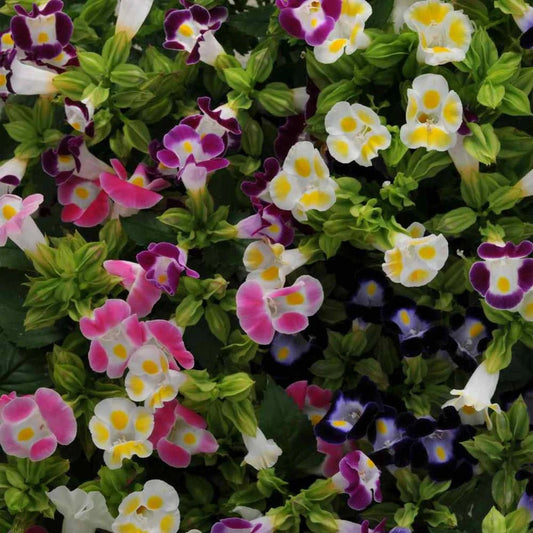 Torenia fournieri (Wishbone Flower) Seeds for Planting – Heirloom & Non-GMO Shade-Loving Blooms for Containers and Borders