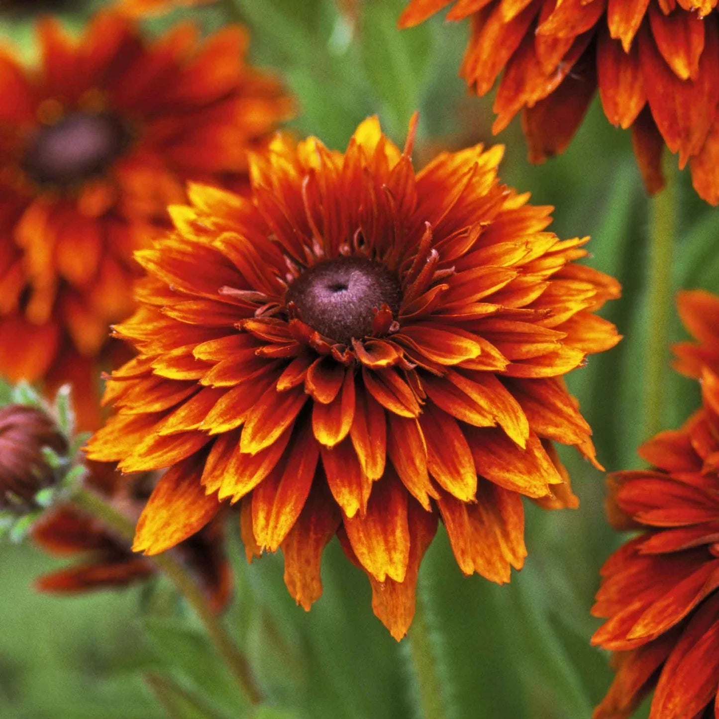 Black Eyed Susan Rudbeckia hirta ‘Cherokee Sunset’ Seeds – Non-GMO Flower Seeds for Garden Planting
