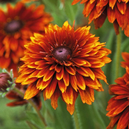 Black Eyed Susan Rudbeckia hirta ‘Cherokee Sunset’ Seeds – Non-GMO Flower Seeds for Garden Planting