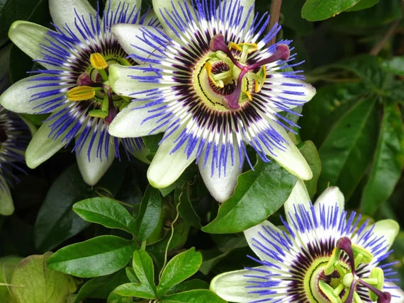 Heirloom Blue Passion Flower Seeds for Planting – Non-GMO, Exotic Blooming Flower Seeds