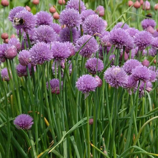 Onion Chives Herb Seeds for Planting – Heirloom & Non-GMO Seeds for Culinary Gardens, Containers & Edible Landscaping