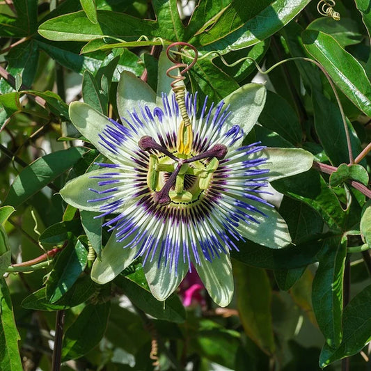 Heirloom Blue Passion Flower Seeds for Planting – Non-GMO, Exotic Blooming Flower Seeds