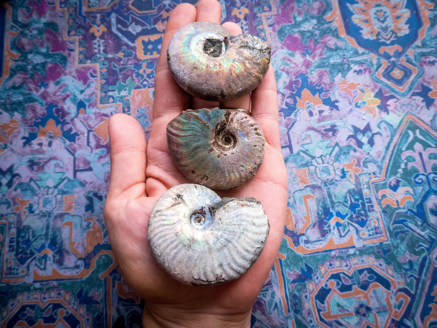Rainbow Ammonite Fossil, Iridescent Ammonite, Ammolite from Madagascar, You Choose Size