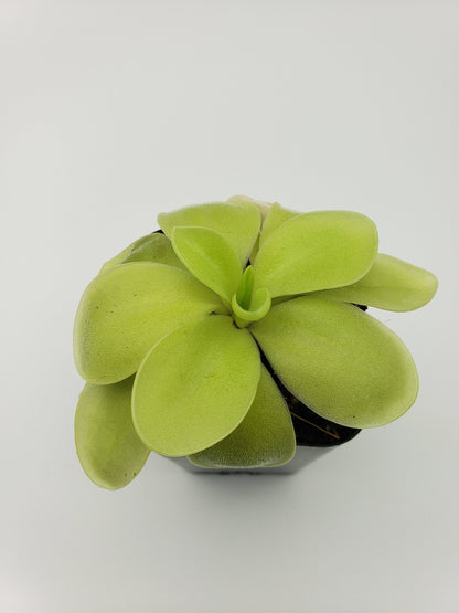 Pinguicula gigantea alba x 'Huahuapan'