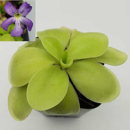 Pinguicula gigantea alba x 'Huahuapan'