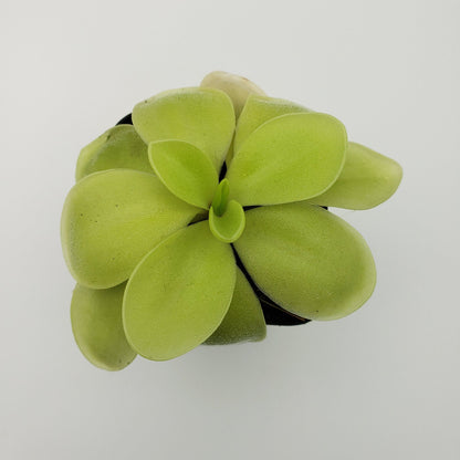 Pinguicula gigantea alba x 'Huahuapan'