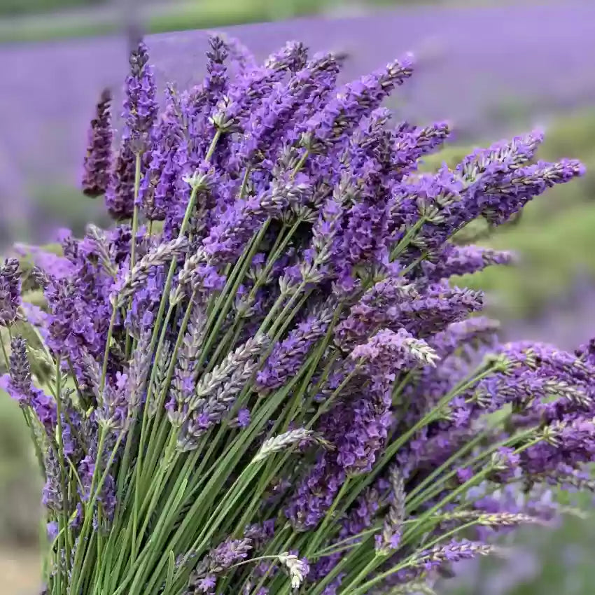 Lavender Flakes