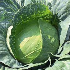 Hybrid Cabbage Seeds for Planting – High Yield, Non-GMO Vegetable Seeds for Home Garden and Commercial Farming