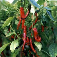 Long Red Hot Chili Pepper Vegetable Seeds for planting – Dry Cayenne Type, High Heat, Non-GMO
