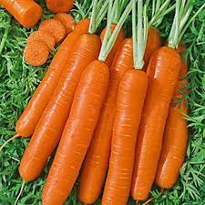 Nantes Carrot Seeds for Planting – Heirloom, Non-GMO Vegetable Seeds for Home Garden and Organic Farming