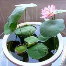 Mixed Lotus Flower Seeds – Pink, Red & Green Heirloom, Non-GMO, High Germination Seeds for Planting