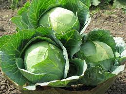 Hybrid Cabbage Seeds for Planting – High Yield, Non-GMO Vegetable Seeds for Home Garden and Commercial Farming