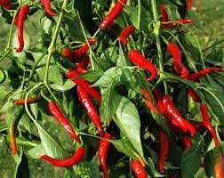 Long Red Hot Chili Pepper Vegetable Seeds for planting – Dry Cayenne Type, High Heat, Non-GMO
