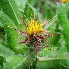 Blessed Thistle