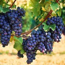 Concord Grape Fruit Seeds - Sweet Black Grapes for Garden Vines