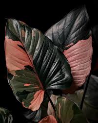 RARE Homalomena Pink Diamond