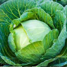 Hybrid Cabbage Seeds for Planting – High Yield, Non-GMO Vegetable Seeds for Home Garden and Commercial Farming
