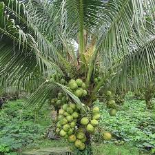 Tall Coconut Tree Seeds for Planting – Heirloom, Non-GMO, High-Yield Tropical Fruit Tree for Home Garden & Coastal Areas