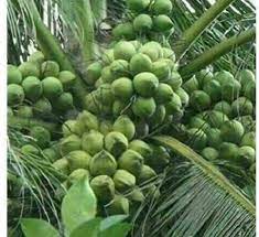 Tall Coconut Tree Seeds for Planting – Heirloom, Non-GMO, High-Yield Tropical Fruit Tree for Home Garden & Coastal Areas