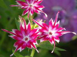 Phlox drummondii Flower Seeds for Planting – Heirloom & Non-GMO Vibrant Annual Blooms for Beds, Borders, and Containers