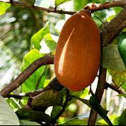 Cupuacu Theobroma Seeds for Planting – Heirloom, Non-GMO Tropical Fruit Tree for Home Garden & Exotic Superfruit Harvest