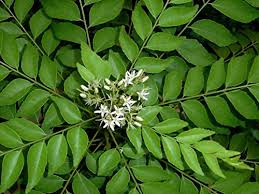 Curry Leaf Plant Seeds for Planting -Heirloom & Non-GMO Garden Seeds