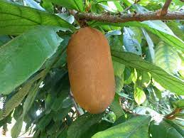 Cupuacu Theobroma Seeds for Planting – Heirloom, Non-GMO Tropical Fruit Tree for Home Garden & Exotic Superfruit Harvest