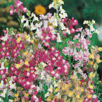 Linaria maroccana Flower Seeds for Planting – Heirloom & Non-GMO Moroccan Toadflax Blooms for Wildflower and Cottage Gardens