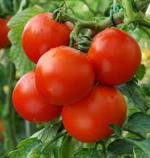 Sour-Type Tomato (Summer Variety) Vegetable Seeds for Planting – High-Acid Variety for Pickling and Cooking