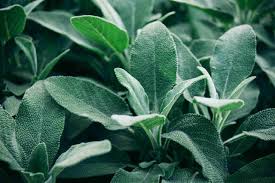 Broadleaf Sage Herb Seeds for Planting – Heirloom & Non-GMO Culinary and Medicinal Perennial for Herb Gardens