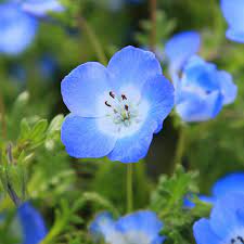 Nemophila menziesii (Baby Blue Eyes) Flower Seeds for Planting – Heirloom & Non-GMO Cool-Season Blooms for Borders and Wildflower Gardens