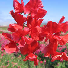 Red Sweet Pea Flower Seeds for Planting – Heirloom & Non-GMO Fragrant Climbing Blooms for Trellises and Garden Arches