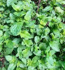 Peppermint Mint Seeds for Planting – Heirloom & Non-GMO Herb for Teas, Remedies & Culinary Gardens