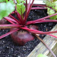 TEMP Hybrid Red Beetroot Seeds for Planting – Heat Tolerant, Uniform Roots, High-Yielding Vegetable Seeds