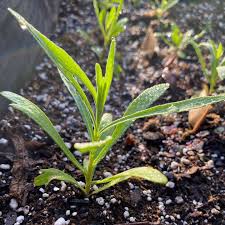 Russian Tarragon Herb Seeds for Planting – Heirloom & Non-GMO Seeds for Culinary and Medicinal Herb Gardens