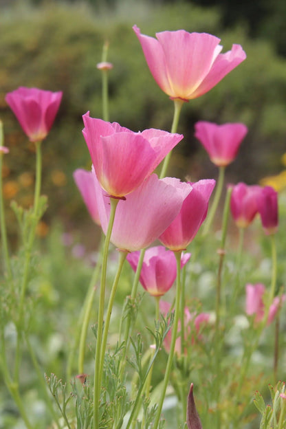Pink Eschscholtzia (California Poppy) Flower Seeds for Planting – Heirloom & Non-GMO Delicate Blooms for Garden Beds & Wildflower Meadows