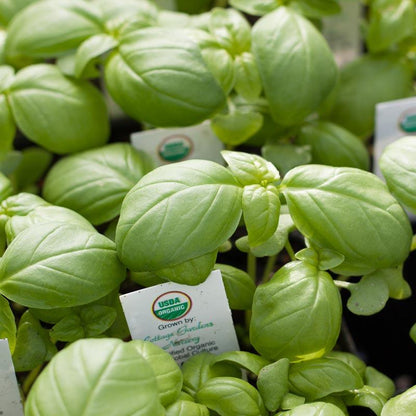 Basil Seeds, Genovese  (Organic)