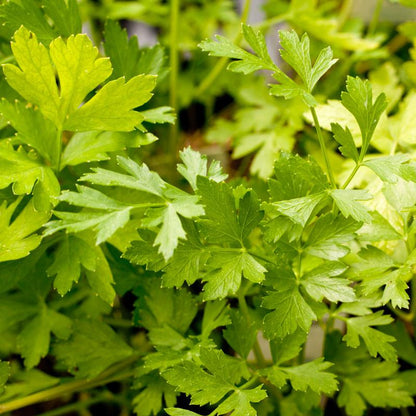 Parsley Seeds (Organic) Italian